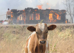 Праздничные шашлыки стали причиной пожара в Ставрополе