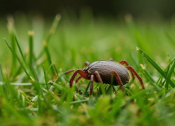 Еще два случая Крымской геморрагической лихорадки зафиксировали на Ставрополье