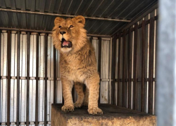Забрали Симбу и назначили штраф: история со львенком в ставропольском доме получила продолжение