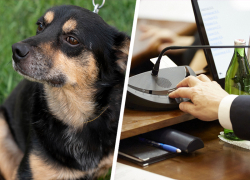 Возможностей убить стало больше. На Ставрополье разрешили вводить режим экстраординарной ситуации в отношении бродячих собак