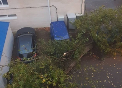 Рухнувший тополь повредил машины и выбил окно во дворе многоэтажки в центре Ставрополя 