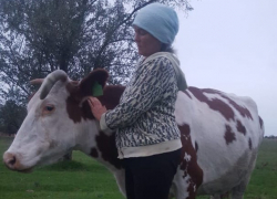 «Нас взяли и уничтожили», — ставропольские селяне отказываются убивать своих животных