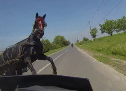 Перебегавшую дорогу лошадь сбил насмерть водитель «Нивы» на Ставрополье