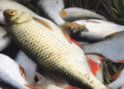 Рецидивиста и его друзей на Ставрополье арестовали за незаконный улов