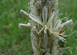 Редкий серебристый цветок асфоделина крымская продолжает сокращаться на Ставрополье