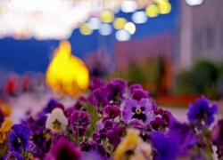В столице Ставрополья высадят 60 тысяч новых цветов