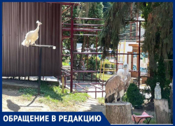 Фото с краснокнижной птицей предлагают сделать посетителям одного из санаториев Кисловодска