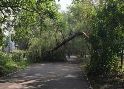 День падающих деревьев: огромный ствол обрушился на пешеходную дорожку в Юго-Западном районе Ставрополя
