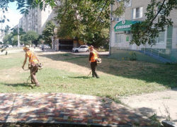 Мэрия: около 85 гектаров освободили от амброзии в Ставрополе 