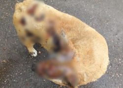 Житель Ессентуков отправится под суд за поджог собаки