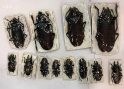 Крупнейшего в мире дровосека-титана и иных гигантских жуков пытались доставить на Ставрополье