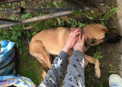 Жительница Ставрополя выбросила собаку с третьего этажа на глазах у детей