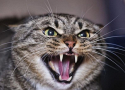 На Ставрополье бешеная кошка держит в страхе целое село