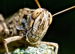 В этом году саранча «сожрет» из бюджета Ставрополья 28 миллионов рублей