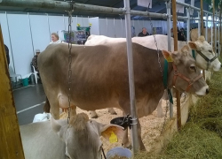  Тонны высококачественного молока будут производить на новой ферме в Ставропольском крае
