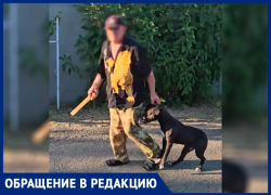 Воспитание из-под палки: в Ставрополе агрессивный бульдог держит в страхе целый район