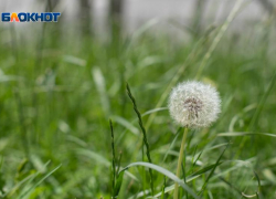 Сорняки и злаки не дадут аллергикам спокойной жизни 3 августа на Ставрополье