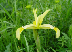 Солелюбивый касатик рискует навсегда исчезнуть на Ставрополье