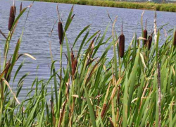 На Ставрополье парень утонул в запрещенном для купания водоеме