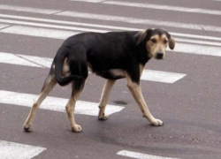 Врач за рулем черного "Туарега" сбил собаку во дворе и уехал, - очевидцы в Ставрополе