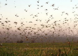 Саранча уничтожает урожай на Ставрополье
