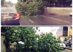 На автомобиль пятигорчанина упало большое дерево