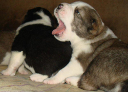 Двух щенков за 100 тысяч украл житель Ставрополья