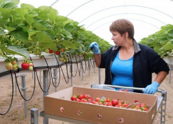 Клубничную теплицу за 835 миллионов рублей построят на Ставрополье 