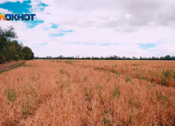 Прикарманил 2,5 миллиона на фиктивных овощах и отправился на скамью подсудимых ставропольский фермер