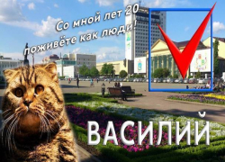Заменить главу Ставрополя Джатдоева на рыжего кота Василия предложили блогеры