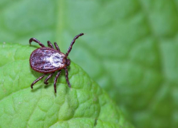 Житель Ставрополья умер после укуса клеща   