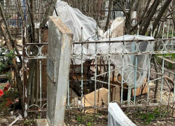 Собачий приют на могилах устроили в Ставропольском крае