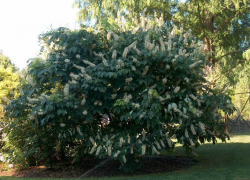 Зеленый символ Ставрополья вырубают в Пятигорске