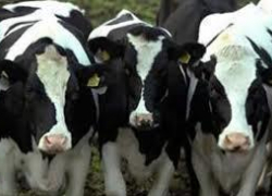 На Ставрополье мужчина торговал зараженным мясом