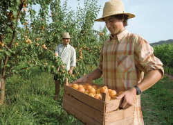 Фруктовый сад за миллиард рублей заложат на Ставрополье 