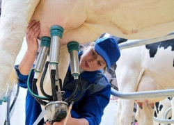 Новый молочный комплекс за 1,5 миллиарда рублей построят на Ставрополье 