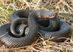 Гадюка забралась в салон автомобиля и напугала жителей Невинномысска