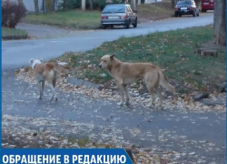 «Три года бездомные собаки нападают на людей и не дают нам спать по ночам», - жительница Кисловодска