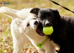 Застрелил собаку на глазах ребенка и ответит за это в суде житель Ставрополья