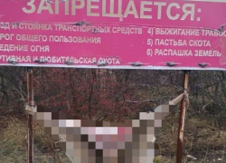 На Ставрополье браконьеры развесили окровавленные шкуры на стендах о запрете охоты