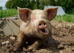 На Ставрополье попытались скрыть вспышку чумы у свиней