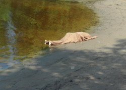 Труп молодого мужчины нашел рыбак в канале на Ставрополье 