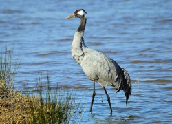 Более двухсот журавлей погибли на берегу Соленого озера из-за отравления 