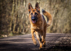 На Ставрополье девушка за рулем автомобиля спасла собаку ценой своего здоровья