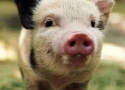 Работница фермы вместе с подельниками украла поросят