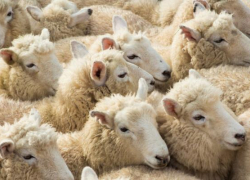 В стадо овец въехал на высокой скорости житель Ставрополья