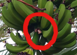 В ставропольском ботаническом саду вандалы оборвали зеленые бананы