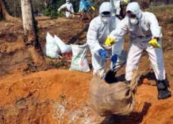 Мэрия Пятигорска установила «план в килограммах» по трупам животных на улице