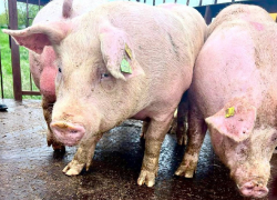 Ставропольская компания по производству свинины заняла доминирующее положение в СКФО