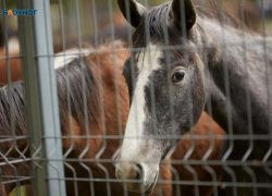 Пятигорский ипподром едва избежал банкротства из-за долга в 30 миллионов рублей